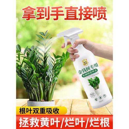 免稀释金钱树专用营养液叶子发黄叶面肥盆栽植物金钱树肥料专用肥