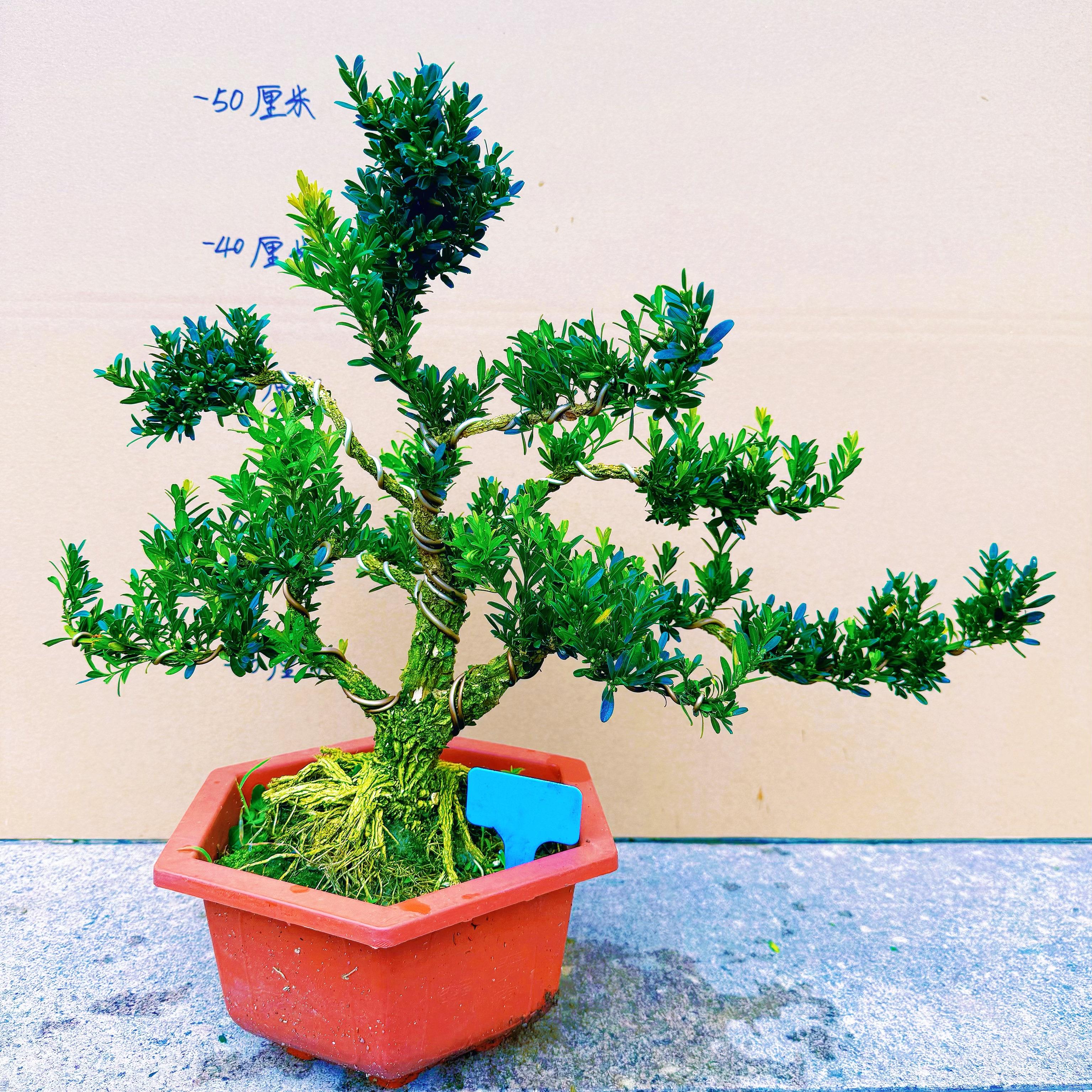 雀舌黄杨盆栽皱皮小叶黄杨盆景客厅室内阳台植物花卉四季常青名贵