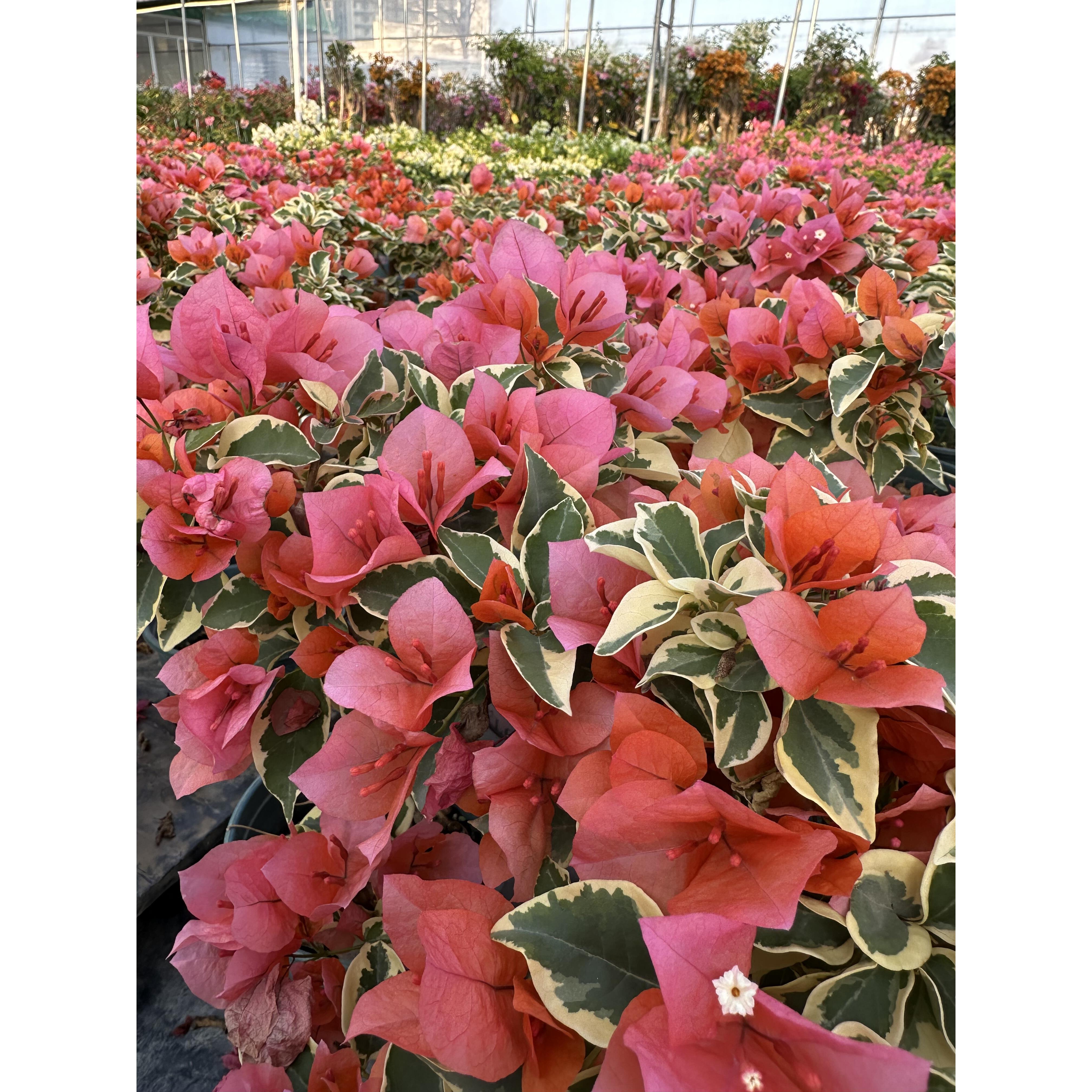 三角梅（金边叶橙色，花叶橙冰）带盆小苗