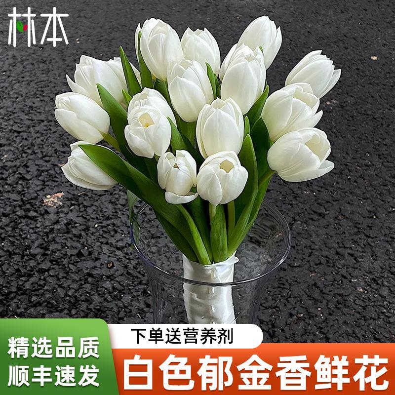 白色郁金香鲜花38节礼物花束水培家用客厅插花真云南基地直发顺丰