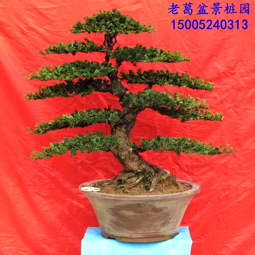 中大型罗汉松盆景树桩实物 米叶珍珠小叶罗汉松造型