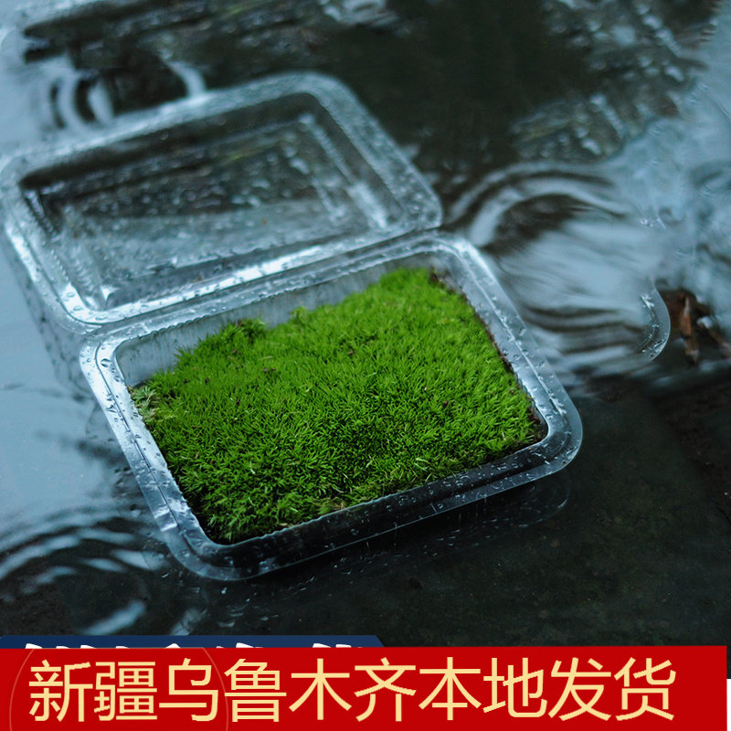 鲜活青苔绿植短绒白发苔藓真草皮微景观迷你铺面造景水缸雨林鱼缸