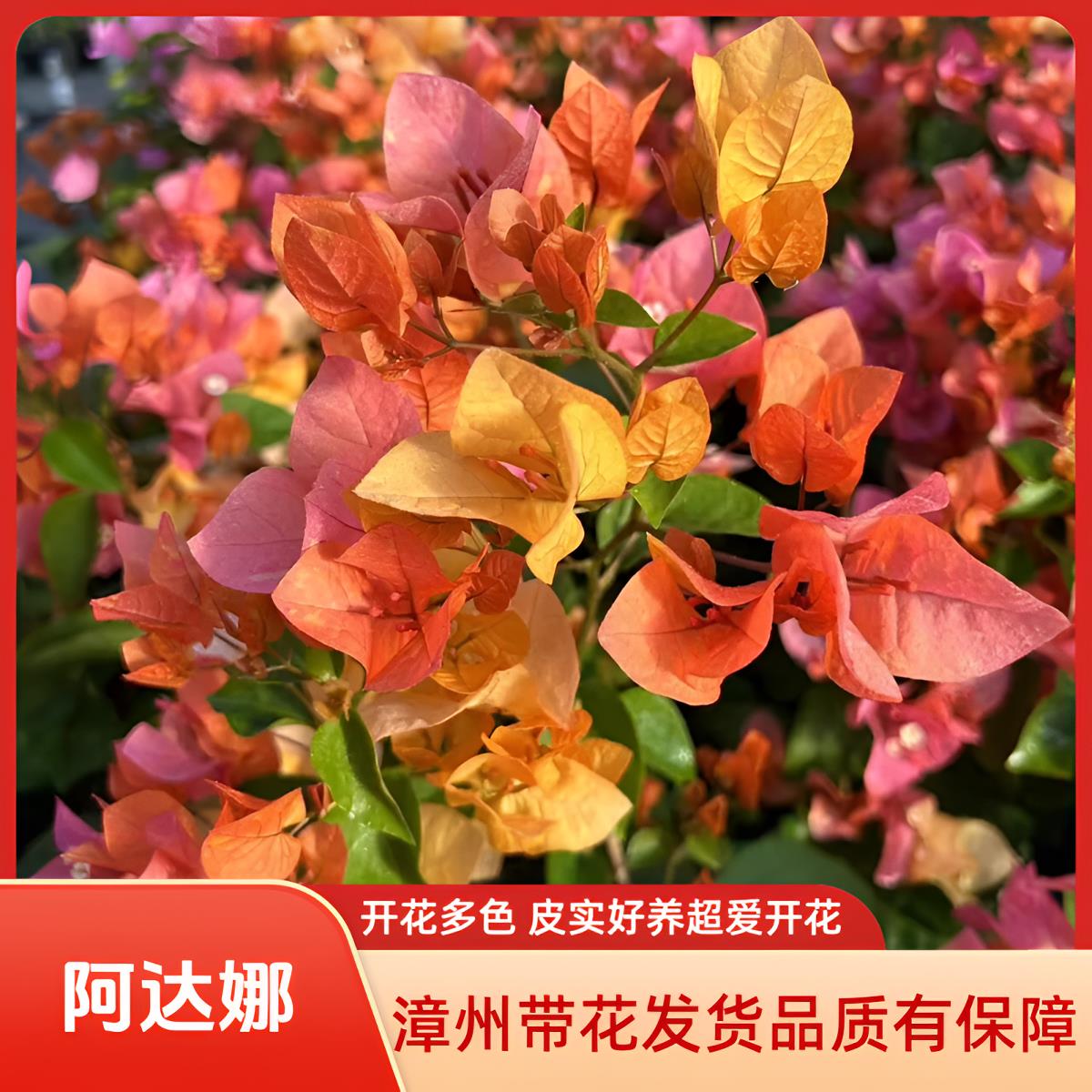 阿达娜原生苗 阿达娜新品三角梅带花发货 多彩多色三角梅带花发货