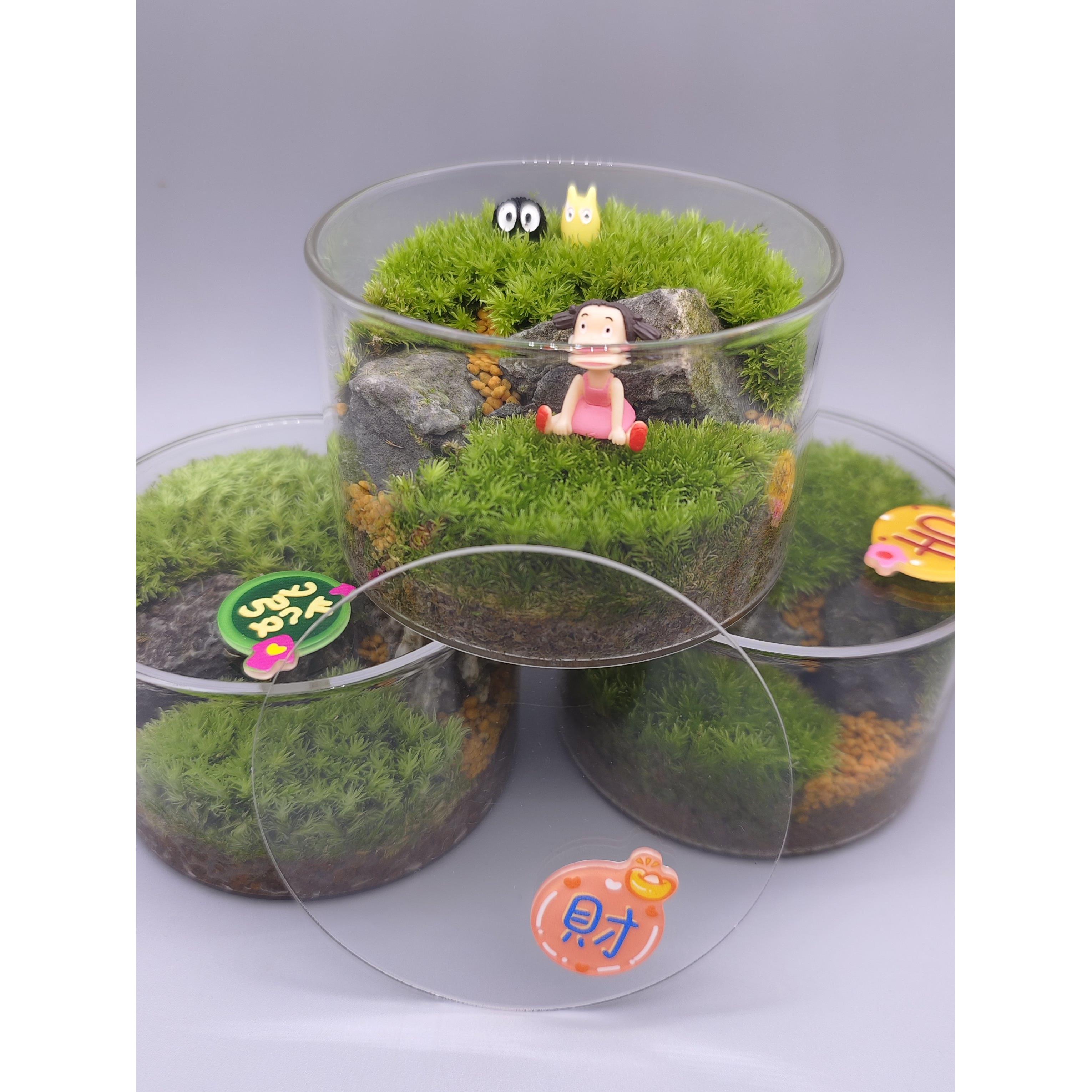 龙兰-桌面草坪苔藓微景观(直径9CM高6CM)