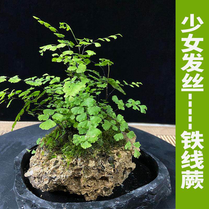 铁线蕨吸水石盆栽小苗铁线蕨水培孢子盆景铁线蕨花盆小铁线蕨
