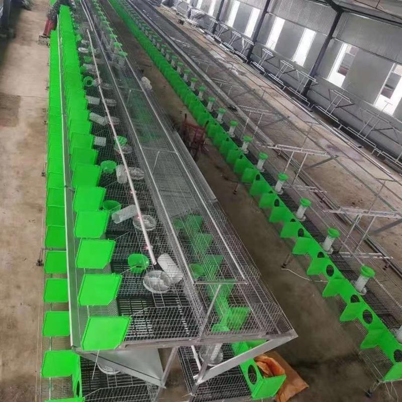 新款厂家欧式母兔笼大型养殖场专用笼具新型自动清粪养兔设备