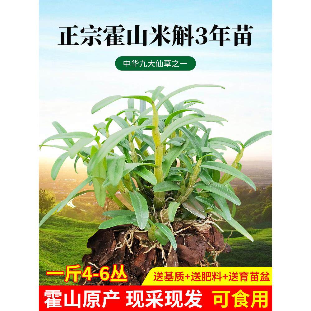 正宗霍山米斛苗包邮原产地直发带根铁皮石斛苗盆栽种植送基质肥料
