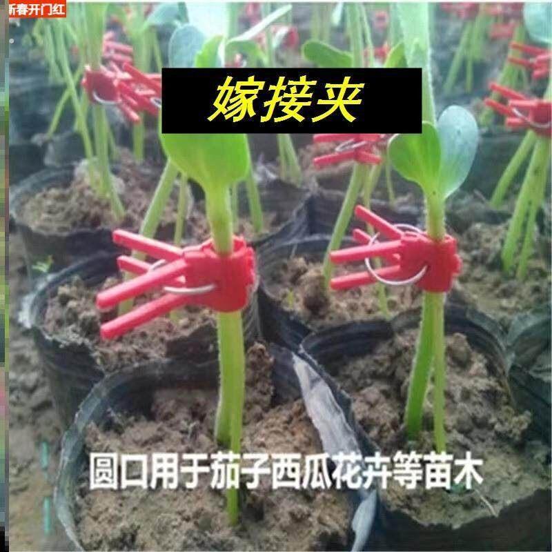 嫁接夹子叶仙嫁接蟹爪兰专用西瓜甜瓜茄子番茄瓜苗蔬菜通用芽接夹