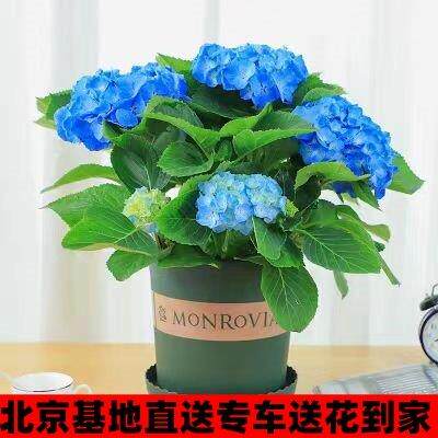 北京同城绣球花苗植物无尽夏好养的花盆栽花卉植物室内易养活