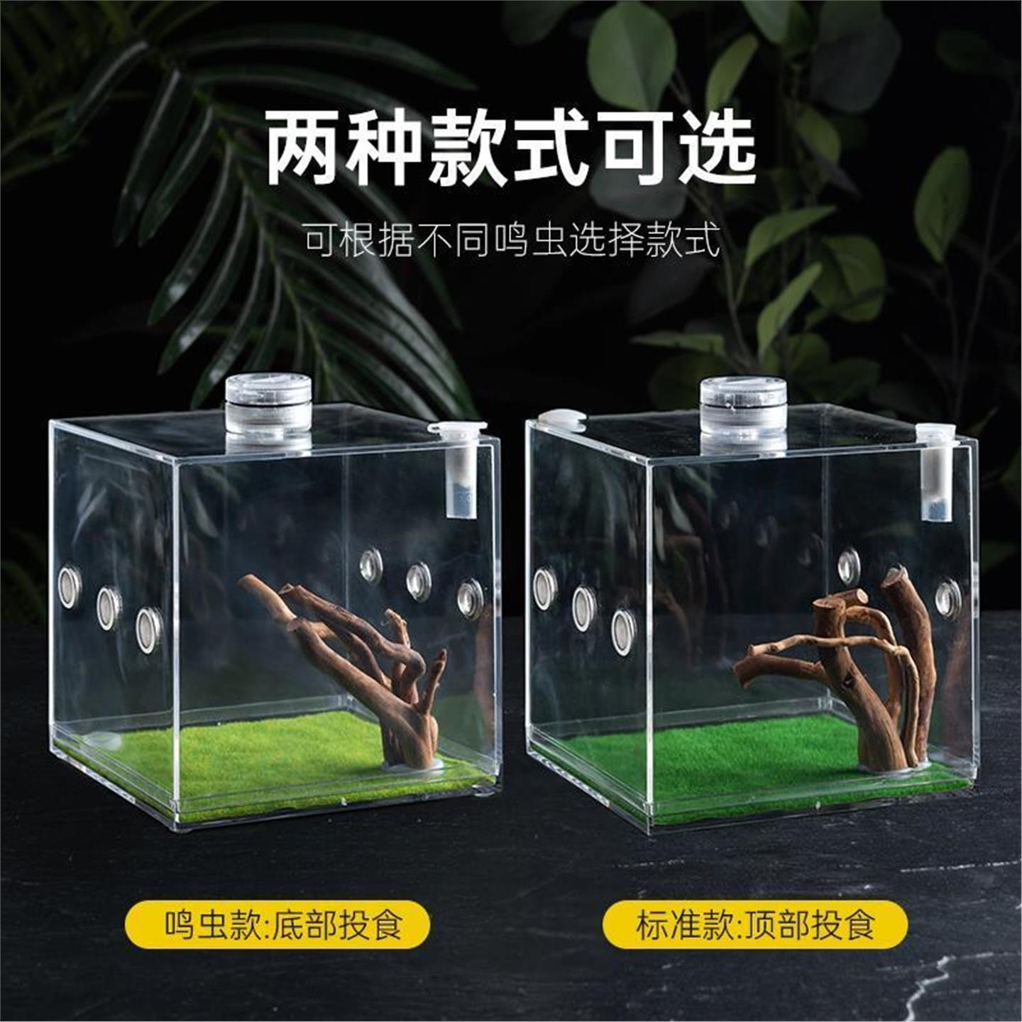 盒蝈全套鸣虫蜗牛饲养螳螂