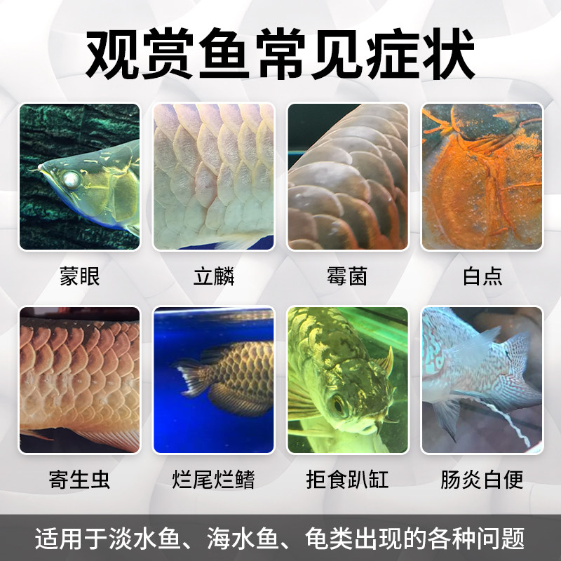 仟湖龙鱼护理观赏鱼魟鱼白点水霉寄生虫细菌松立鳞烂尾鳃蒙眼净水