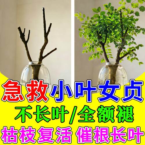 小叶女贞营养液花草老桩四季常青盆栽水蜡快速爆芽生根壮苗营养液