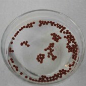 包邮 抗病增色不浑水1200克 观赏鱼冷水鱼金鱼食鱼粮 锦鲤鱼饲料