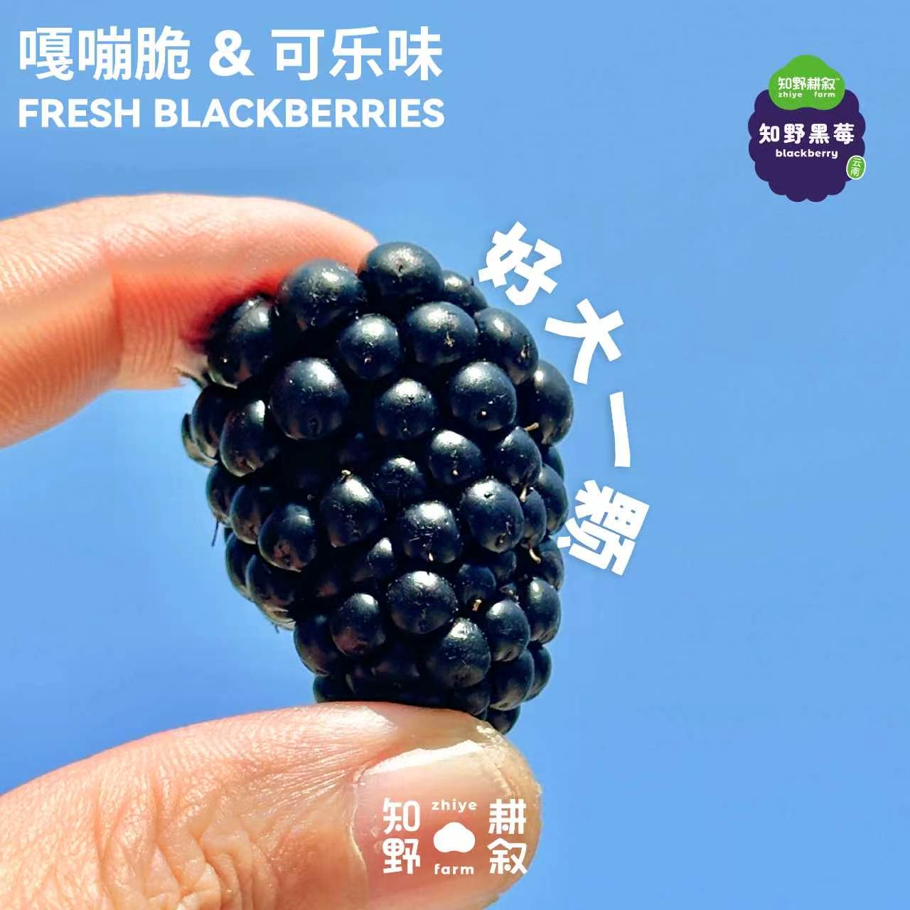 爆汁可乐黑莓知野耕叙老少皆宜