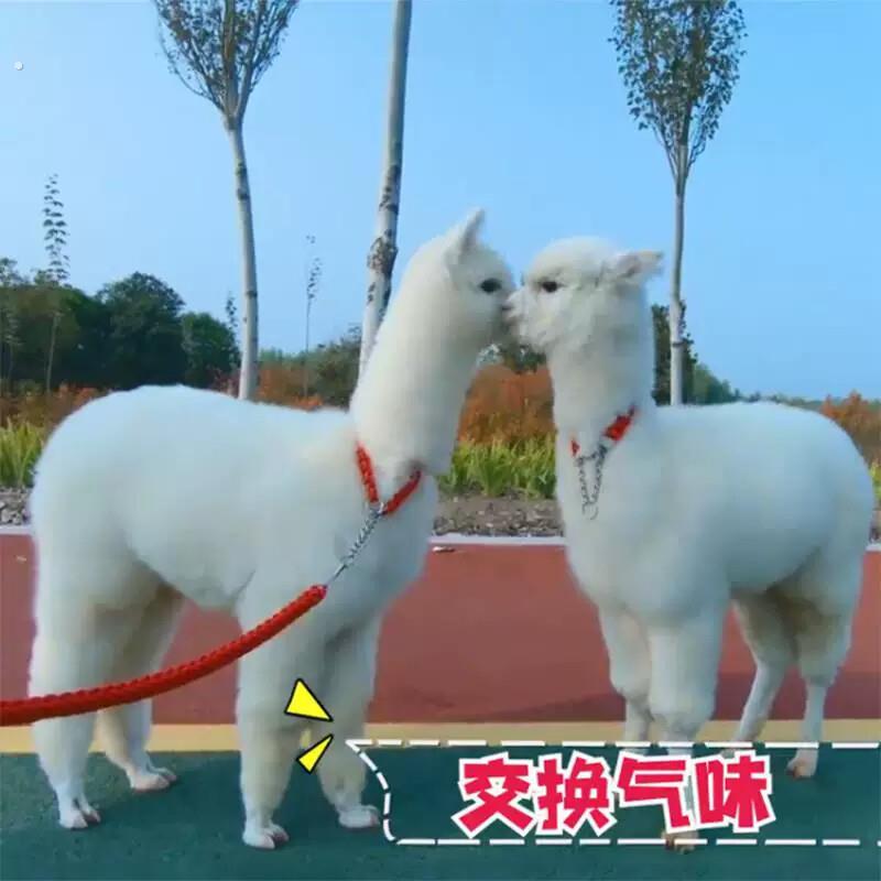 羊驼牵引绳遛羊散步栓羊驼绳子自动调节项圈中型大型家养宠绑