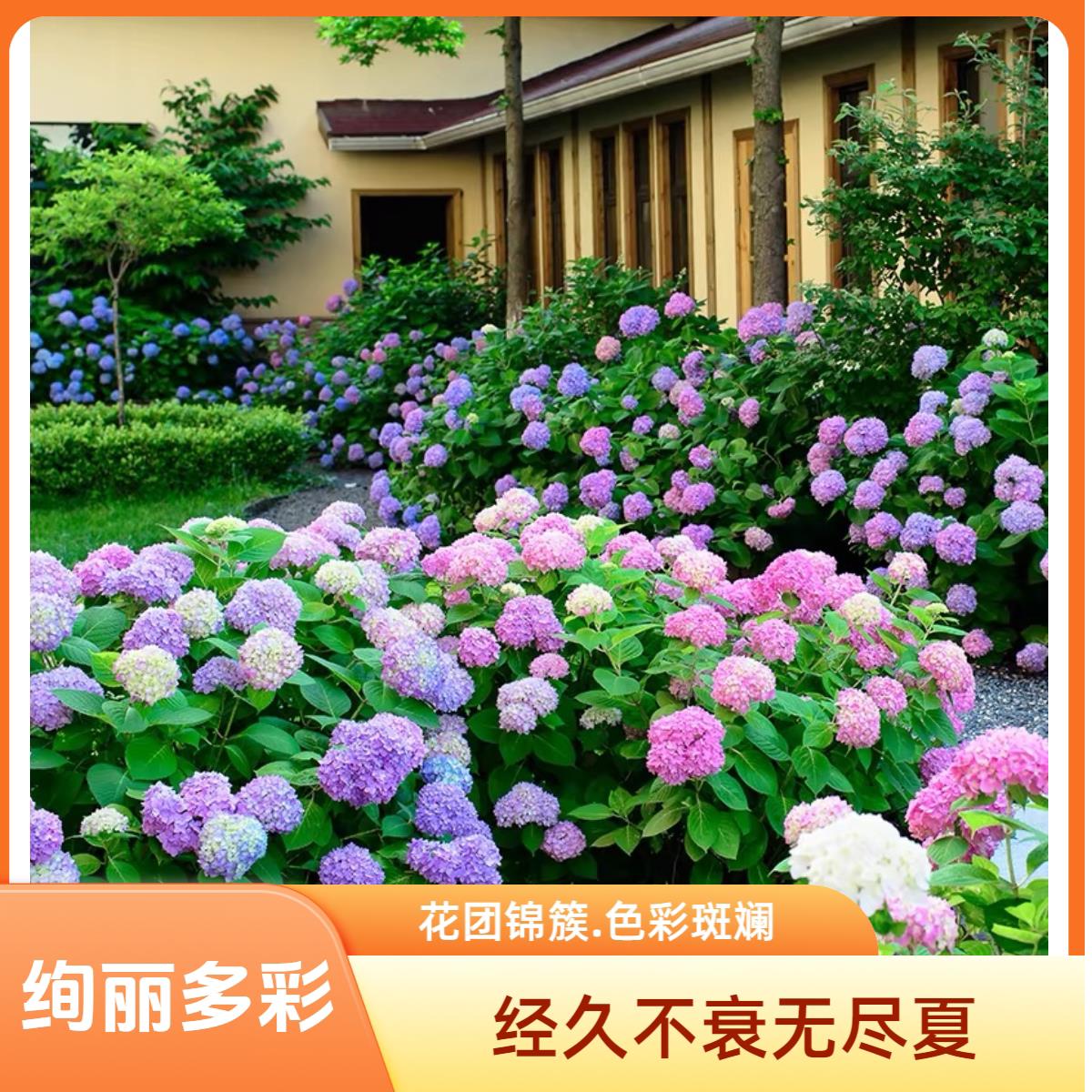 【无尽夏绣球】精品露天苗大花绣球地栽盆栽别墅庭院工程款