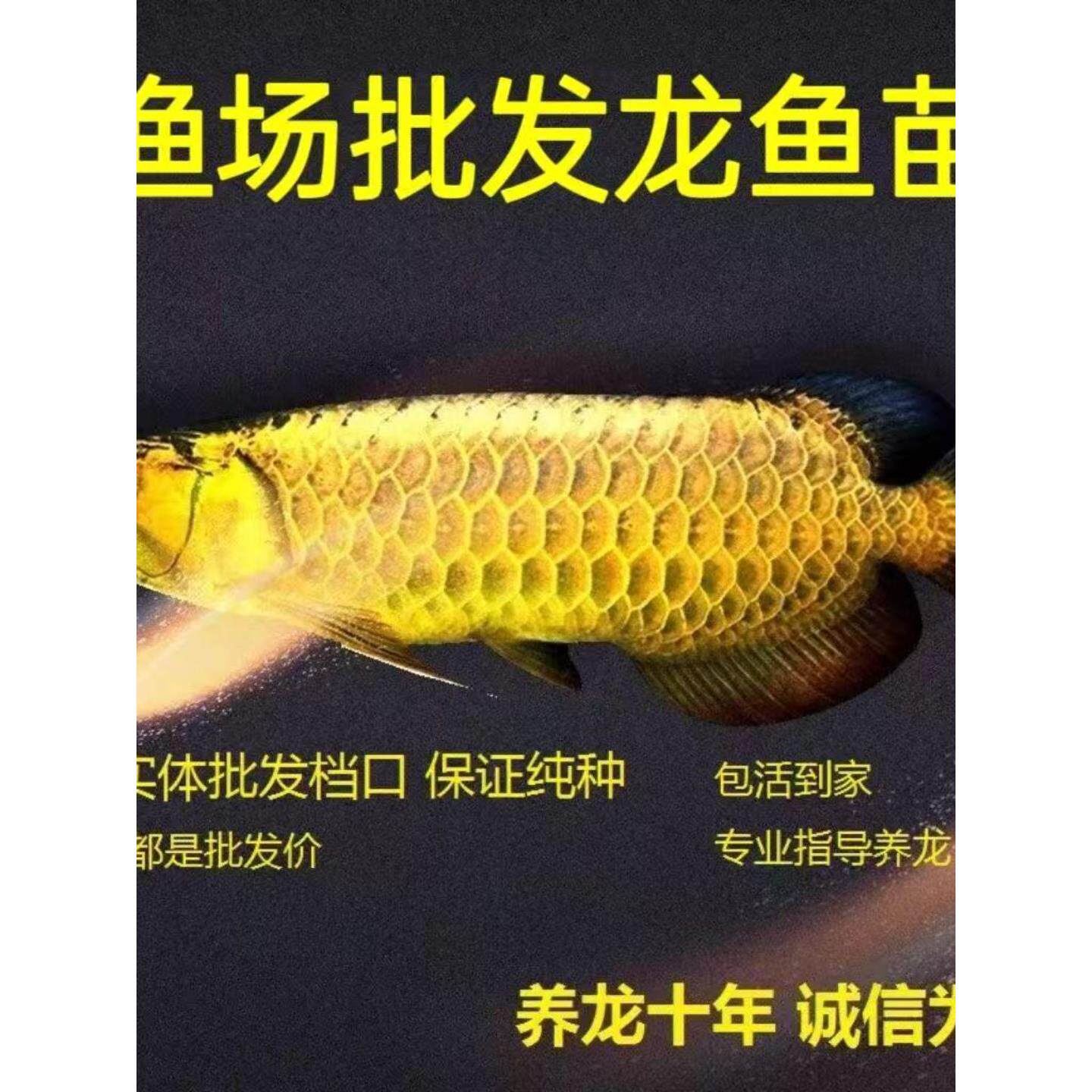 金龙鱼活鱼 鱼苗 蓝底练手高背过背金头热带龙鱼观赏鱼风水鱼