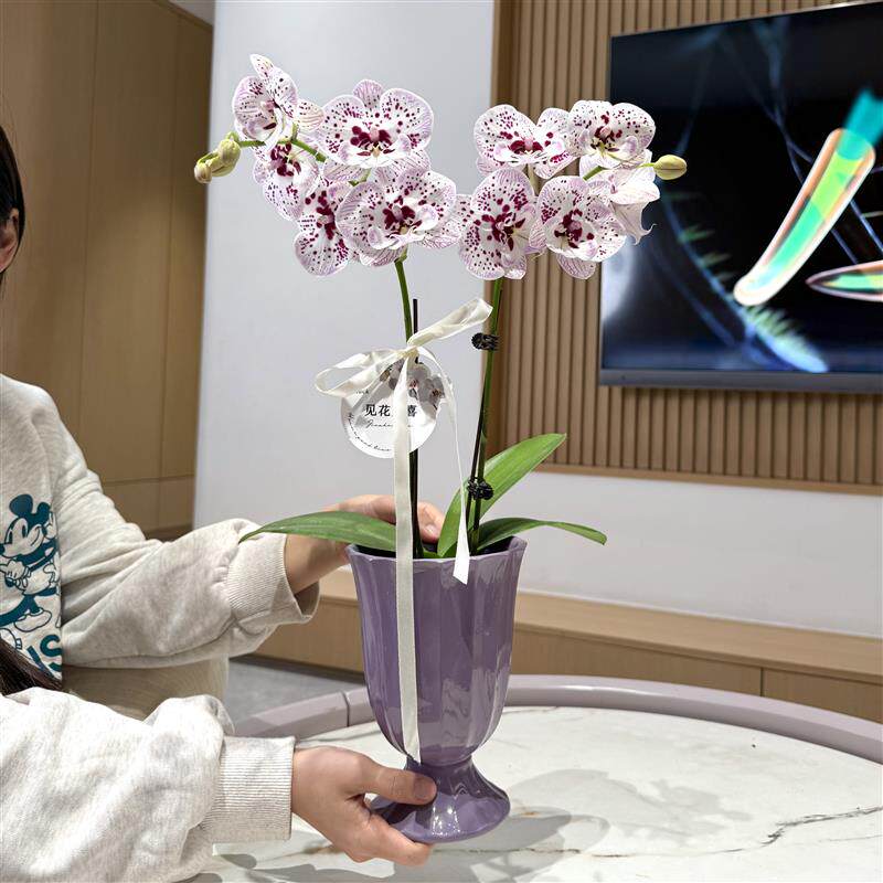 萤火虫蝴蝶兰盆栽盆景室内客厅办公室桌面观花趣味花卉绿植好养