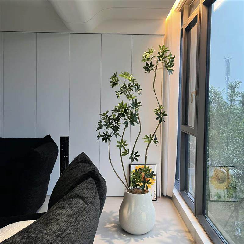 鸭脚木盆栽室内大型绿植观叶植物净化空气新手易养含盆