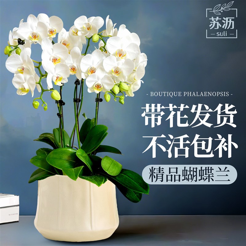 蝴蝶兰带花盆栽带花苞大全四季植物开花室内花好养活四季花卉盆栽