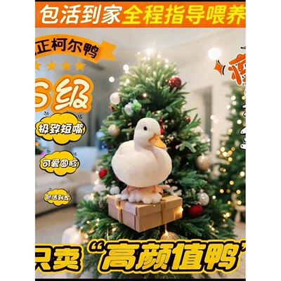 荷兰纯种柯尔鸭正品赛级S级网红活宠物鸭成年鸭幼崽柯尔鸭宠物鸭