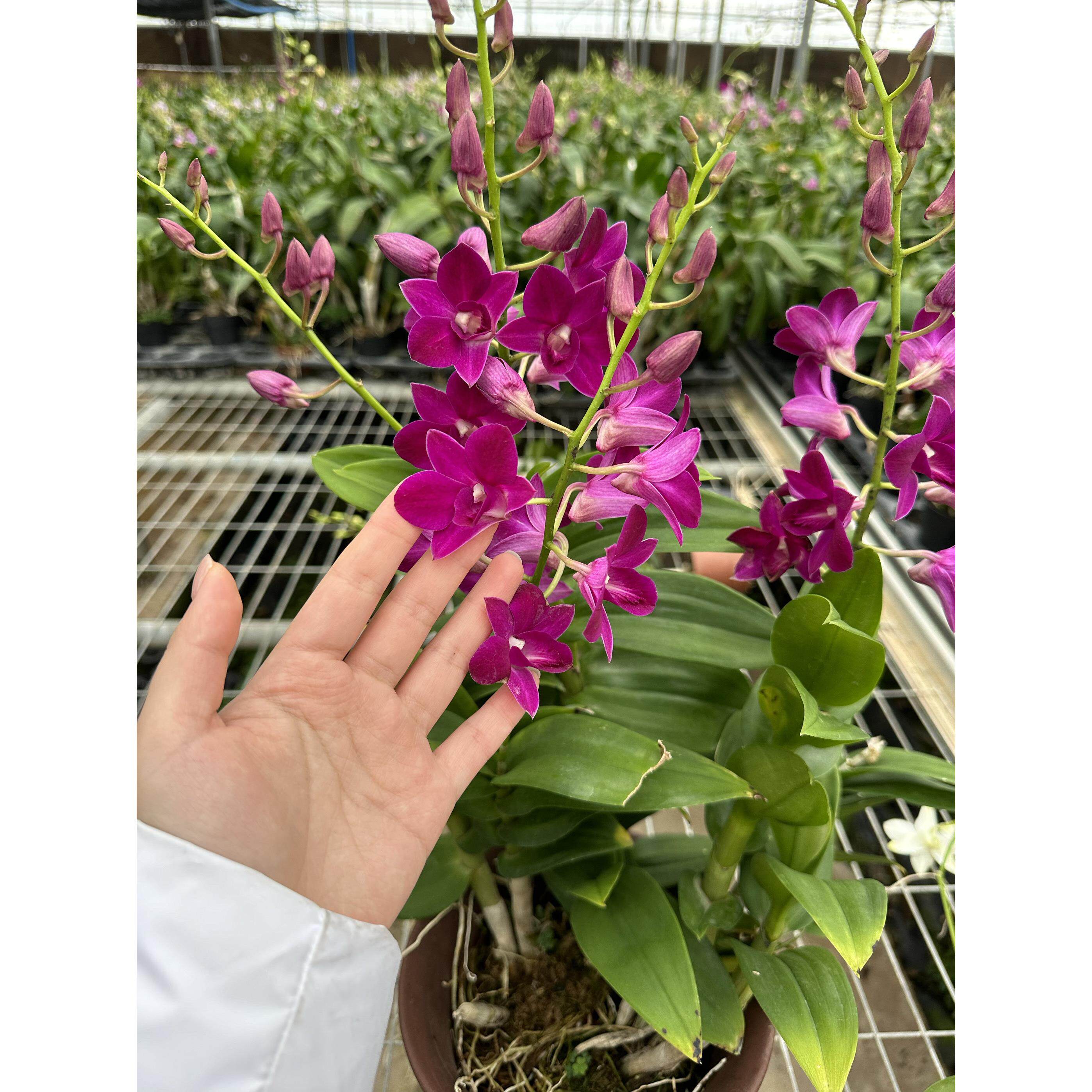 （红珍珠）石斛兰盆栽带花苞三季开花花期长室内室外精品秋石斛