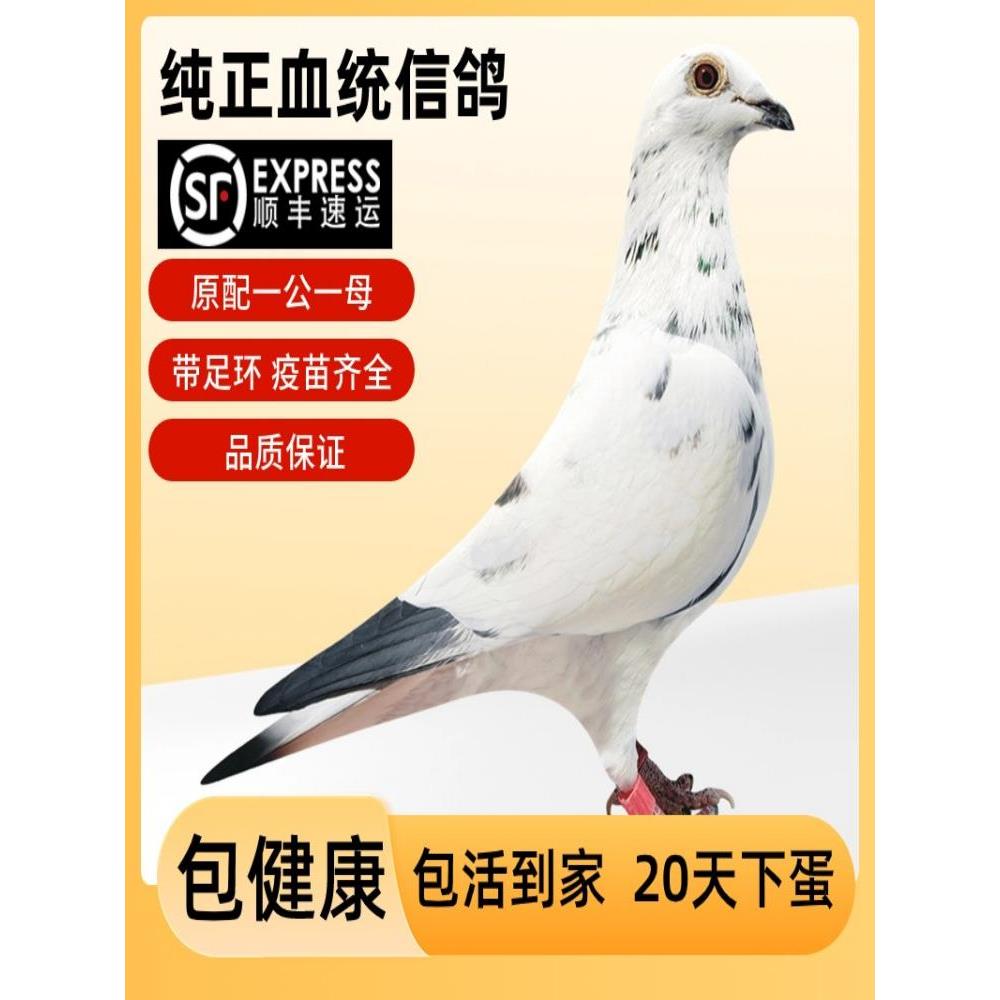 鸽子活一对信鸽血统鸽成绩鸽赛鸽活物青年活体原配种鸽幼鸽下蛋