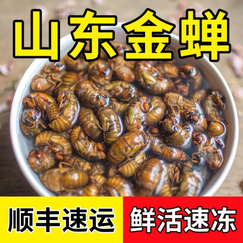 新鲜速冻金蝉山东杜仲金蝉知了猴油炸煎烤鲜活高蛋白知了顺丰包邮