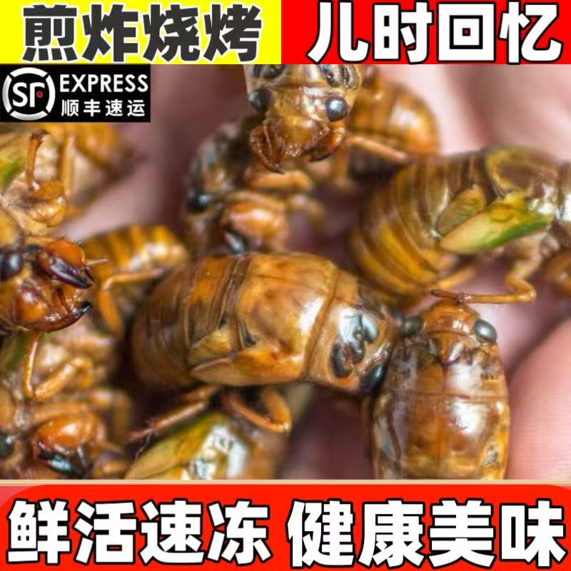 新鲜速冻金蝉山东杜仲金蝉知了猴油炸煎烤鲜活高蛋白知了顺丰包邮