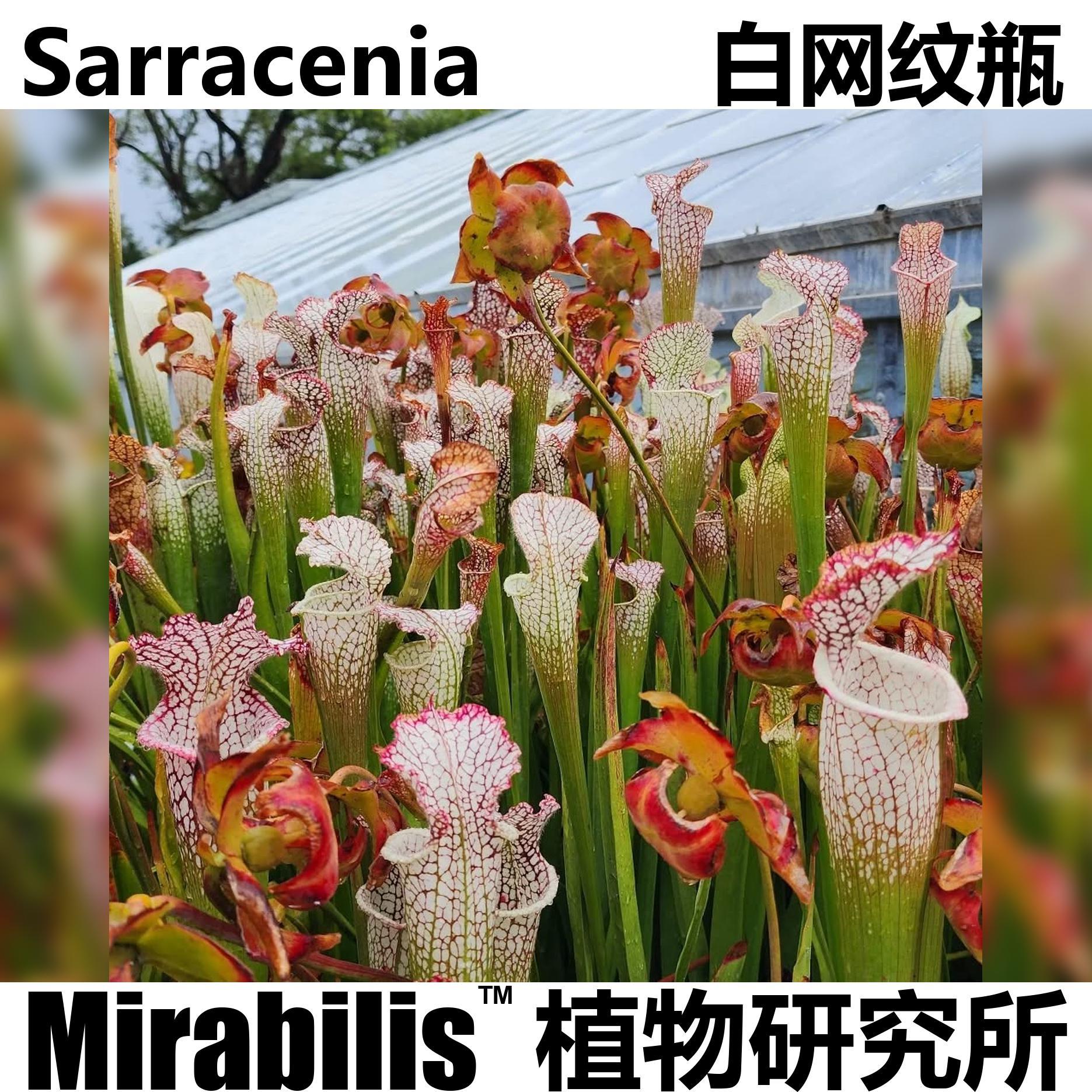 白网纹瓶子草 Sarracenia 造景缸养ins风食虫植物奇趣植物