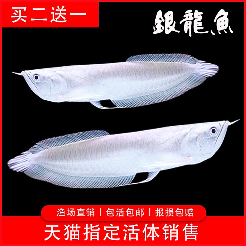 银龙鱼活体观赏鱼银龙鱼苗热带淡水中大型金龙鱼发财招财鱼