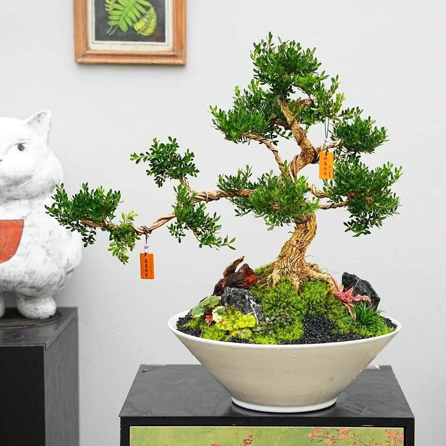 黄杨盆景老桩造型树好养植物送礼盆栽客厅办公室小叶雀舌黄杨木