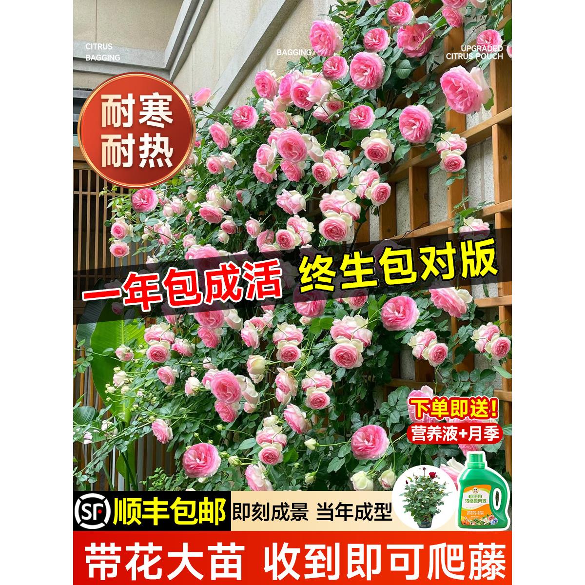 1米8母系大苗蔷薇花苗爬藤植物树墙微藤本月季四季盆栽开花卉玫瑰