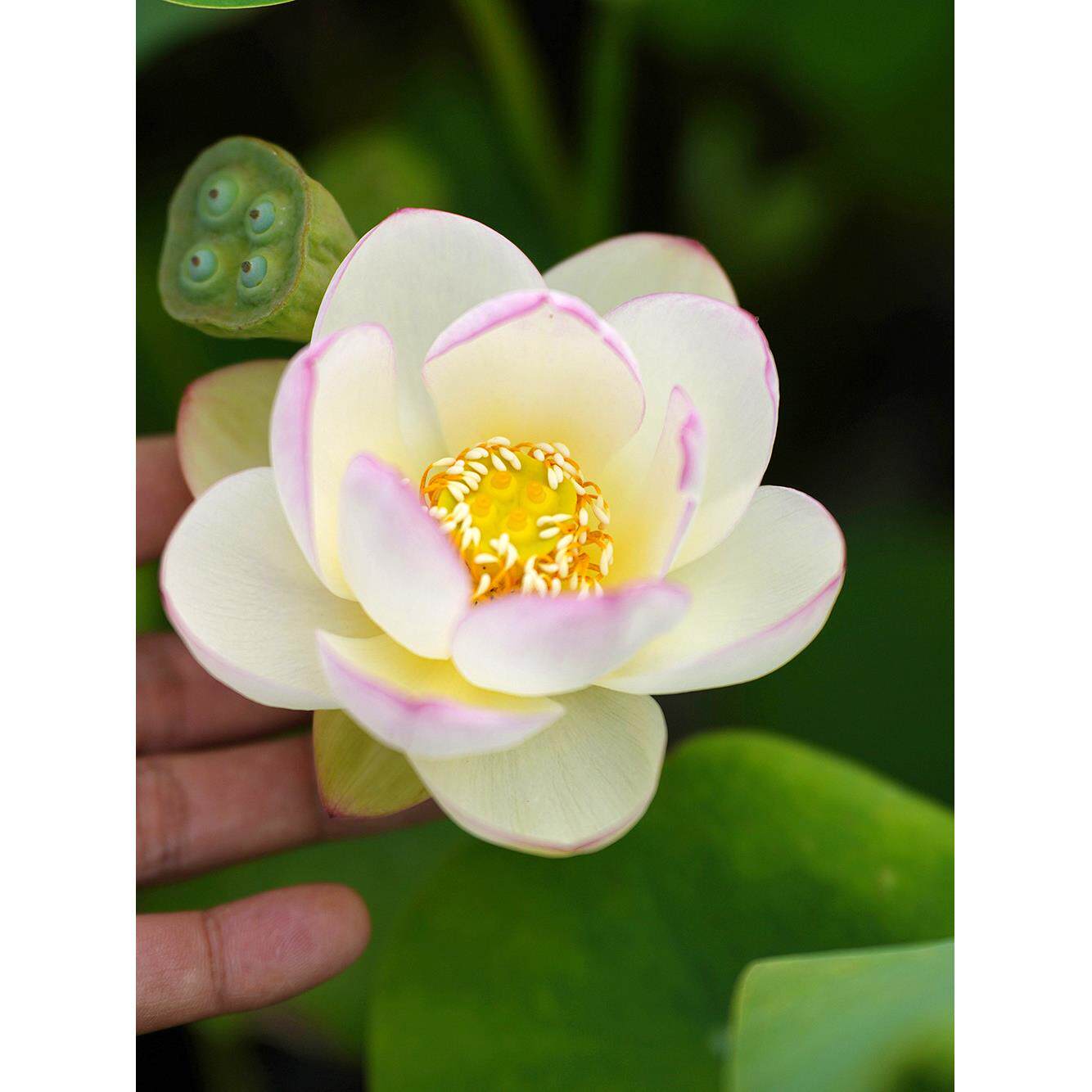 【白衣·点染】周劲松小微盆栽观赏碗莲荷花种藕根茎非成品苗根块