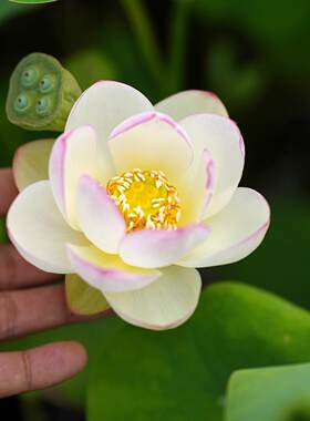 【白衣·点染】周劲松小微盆栽观赏碗莲荷花种藕根茎非成品苗根块