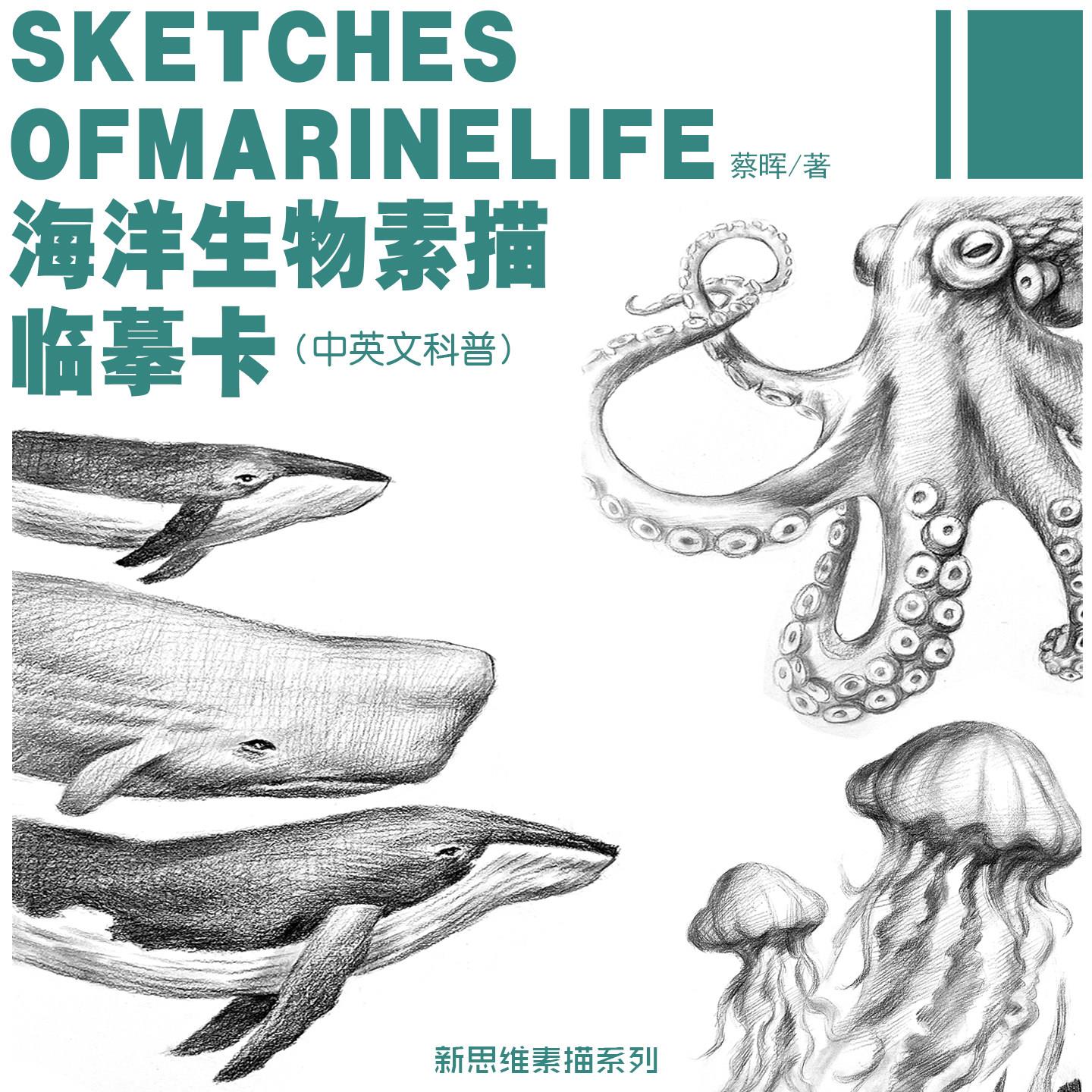 海洋生物素描临摹卡(中英文科普)儿童美术生素描本加厚+PPT教材
