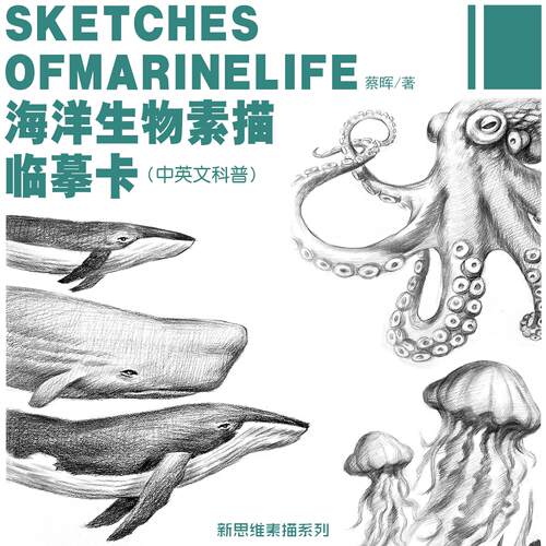 海洋生物素描临摹卡（中英文科普）儿童美术生素描本加厚+PPT教材