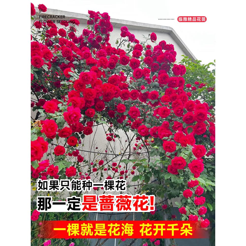 蔷薇花苗爬藤四季开花月季花苗蒂娜盆栽带花苞浓香型藤本爬墙花卉
