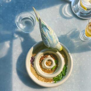 鹦鹉食盒陶瓷鸟碗防溅防洒防打翻大容量虎皮牡丹玄凤鹦鹉喂食器