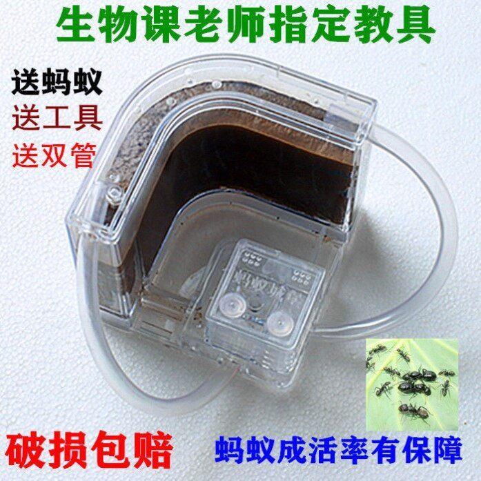蚂蚁生态箱蚂蚁城堡生态箱蚂蚁观察盒蚂蚁饲养箱蚂蚁生态巢蚁巢窝