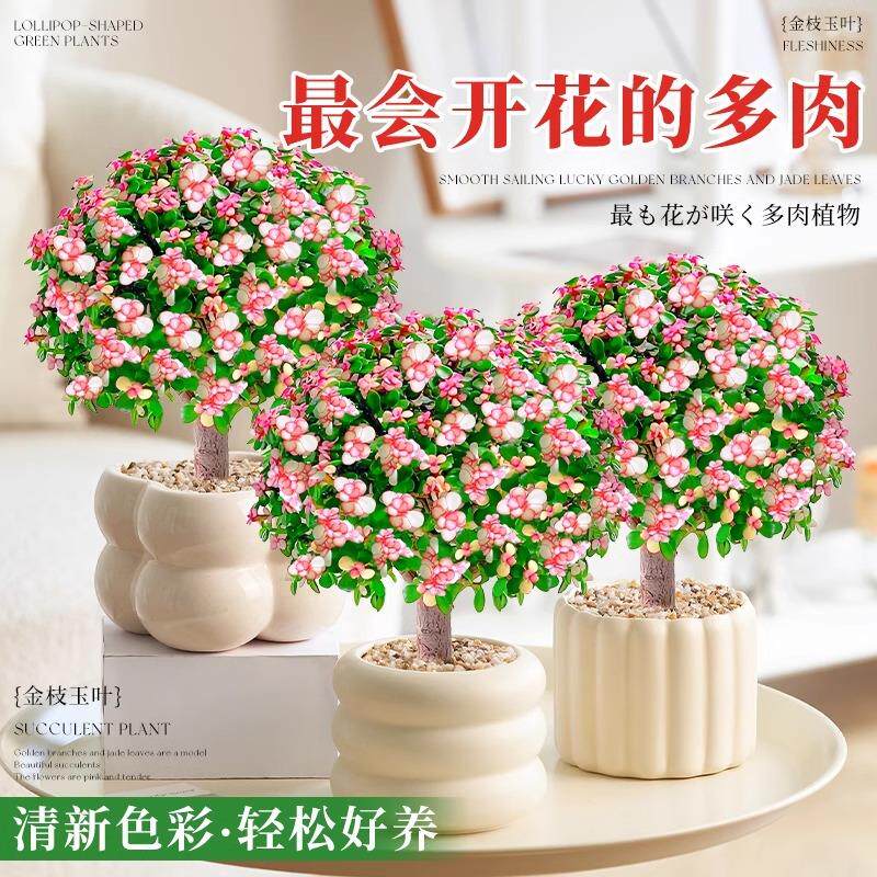 金枝玉叶盆栽室内办公室水培桌面好养活花卉老桩多肉植物造型盆景图片
