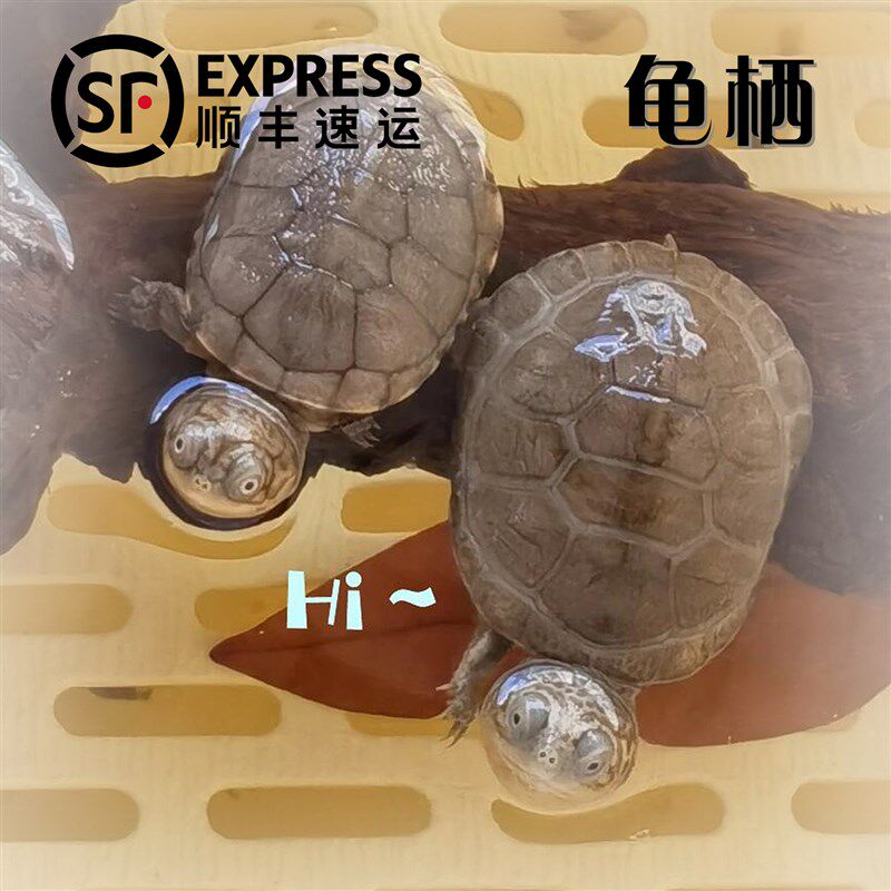 西非侧颈龟沼泽龟苗仰泳龟网红仰泳活体小乌龟宠物龟活物猪鼻热带