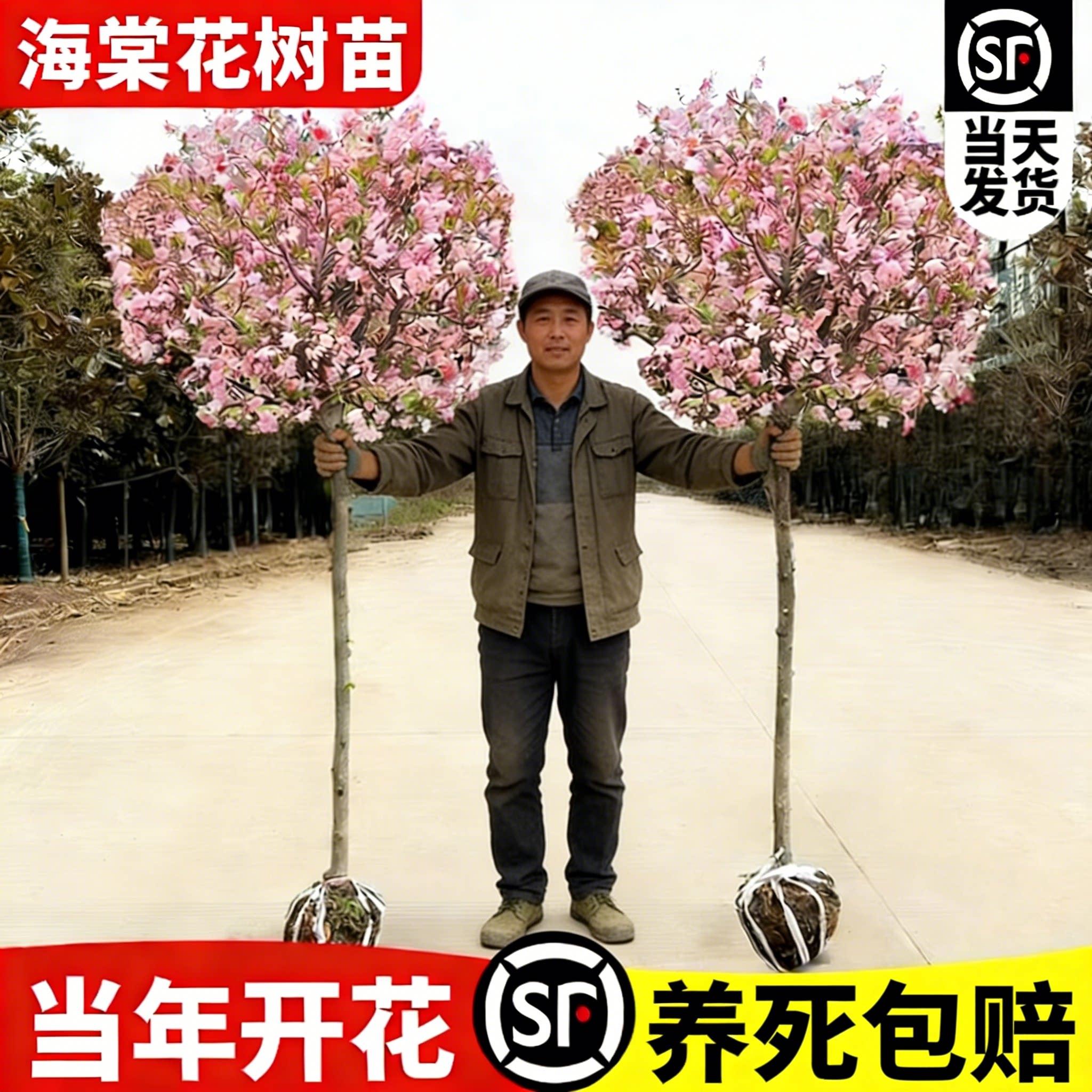 海棠花树苗庭院地栽四季开花苞正宗贴梗北美西府垂丝景观树带土球