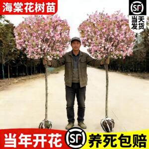海棠花树苗庭院地栽四季开花苞正宗贴梗北美西府垂丝景观树带土球
