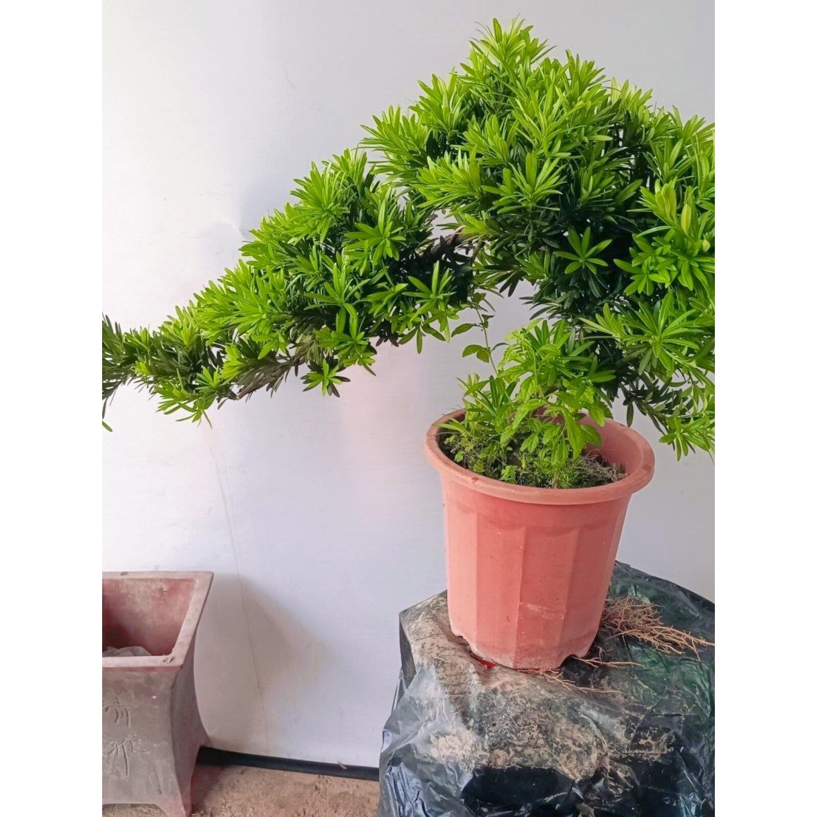 悬崖式造型米叶贵妃罗汉松苗四季常绿贵妃罗汉松小盆景
