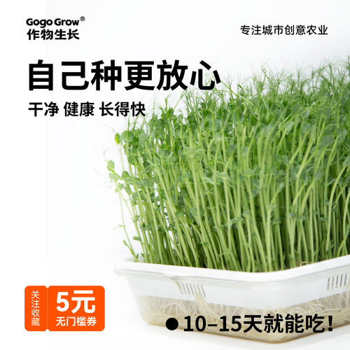 水培芽苗菜套装丨现吃现摘
