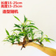 鱼缸淡水造景热带鱼新手入门懒人沉木无需底砂增氧水榕六头水草