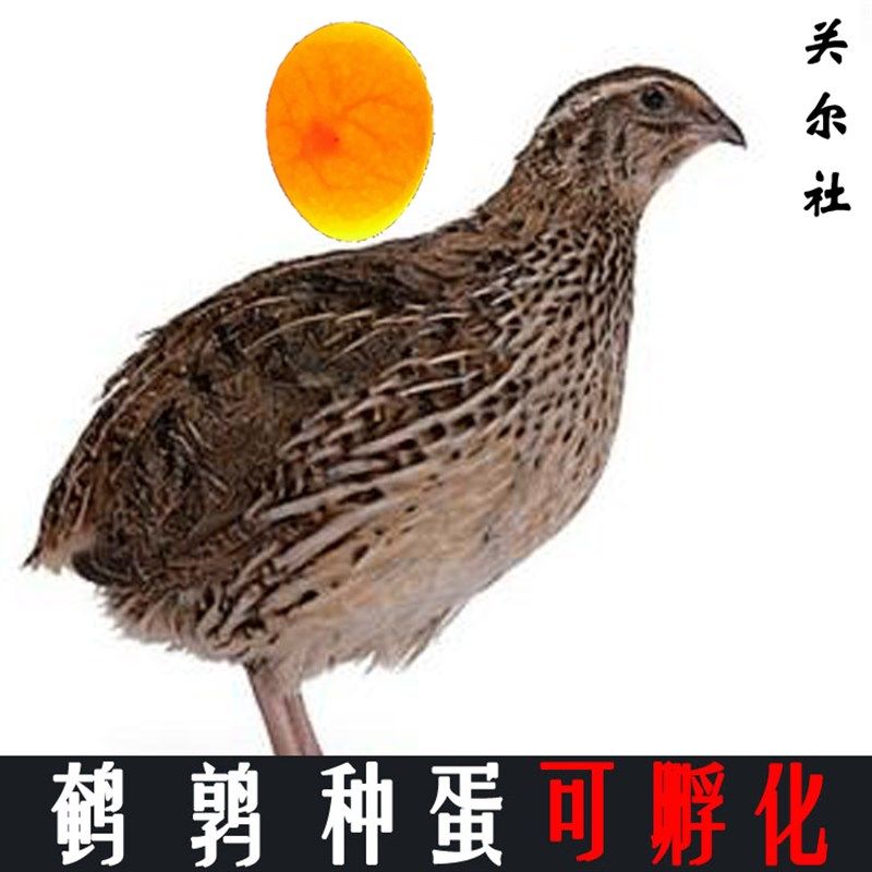 鹌鹑种蛋可孵化受精蛋鹑鸟竹鸡芦鸡新鲜鹌鹑鸟蛋宛奔鹑宠物鸟生蛋