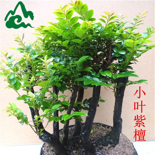 名贵紫檀盆栽四季常青客厅绿植花卉阳台室内小叶紫檀盆景树桩树苗
