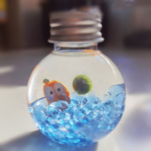 微景观生态瓶装迷你小植物水培创意礼物海藻球冬季可养的趣味可爱